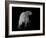 Polar Bear-Geraldine Aikman-Framed Giclee Print