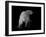 Polar Bear-Geraldine Aikman-Framed Giclee Print