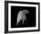 Polar Bear-Geraldine Aikman-Framed Giclee Print