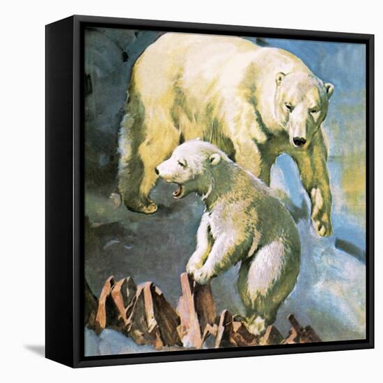 Polar Bear-McConnell-Framed Premier Image Canvas