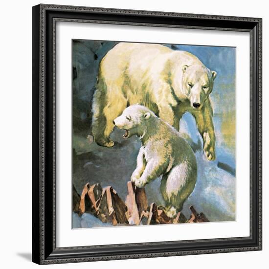 Polar Bear-McConnell-Framed Giclee Print