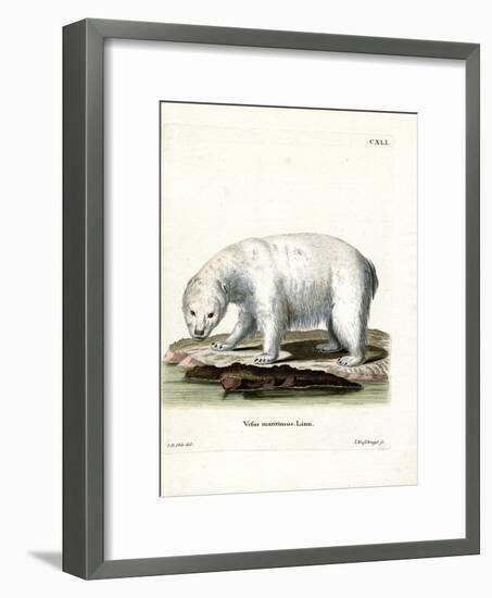 Polar Bear-null-Framed Giclee Print