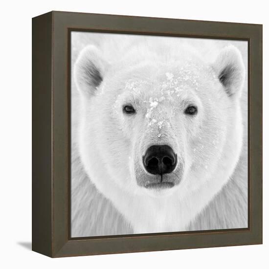 Polar Bear-PhotoINC Studio-Framed Premier Image Canvas