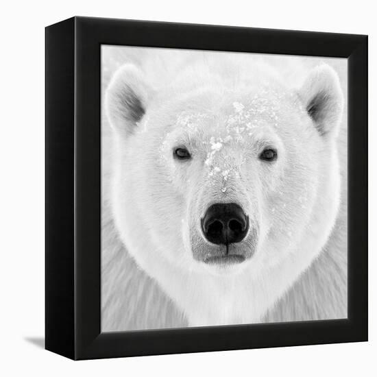 Polar Bear-PhotoINC Studio-Framed Premier Image Canvas