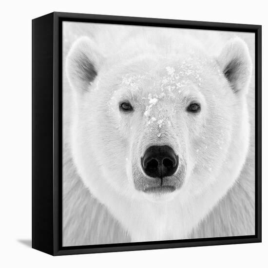 Polar Bear-PhotoINC Studio-Framed Premier Image Canvas