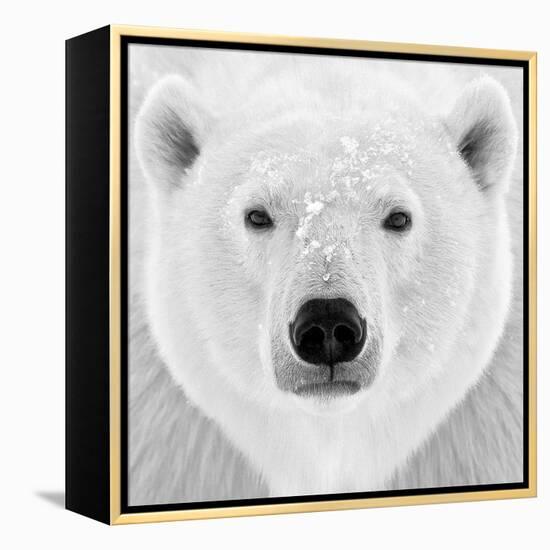 Polar Bear-PhotoINC Studio-Framed Premier Image Canvas