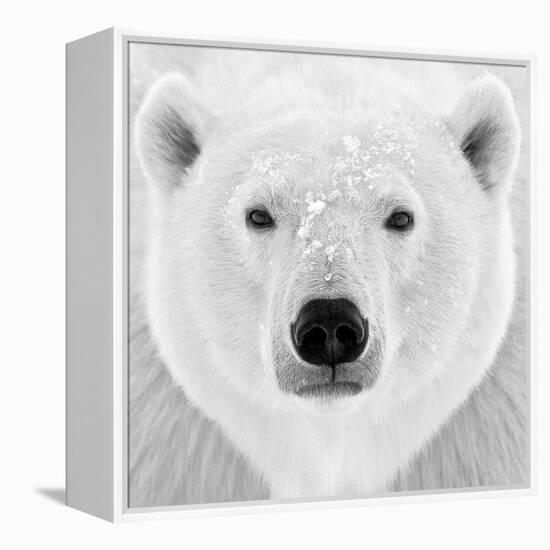 Polar Bear-PhotoINC Studio-Framed Premier Image Canvas