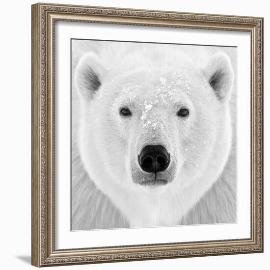 Polar Bear-PhotoINC Studio-Framed Photographic Print