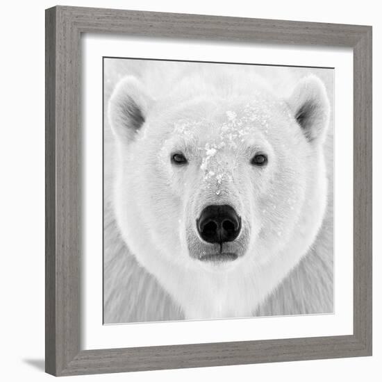 Polar Bear-PhotoINC Studio-Framed Photographic Print