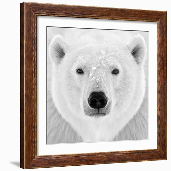 Polar Bear-PhotoINC Studio-Framed Photographic Print