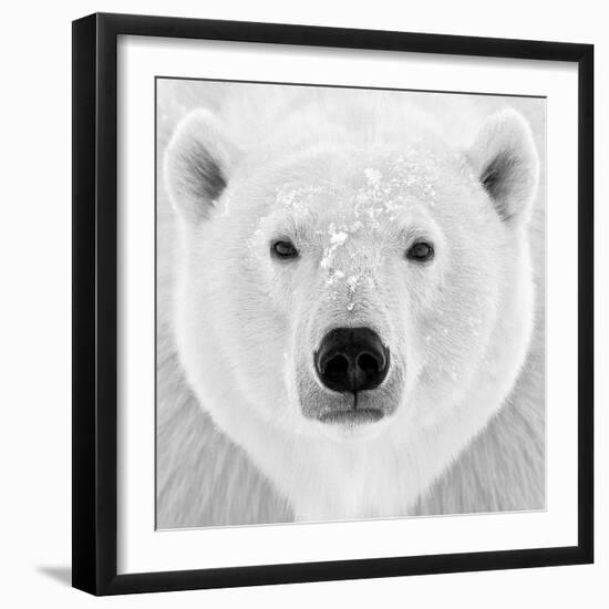 Polar Bear-PhotoINC Studio-Framed Photographic Print