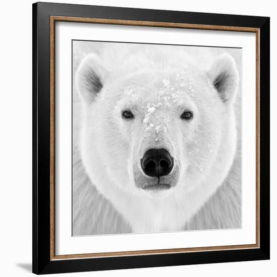 Polar Bear-PhotoINC Studio-Framed Photographic Print