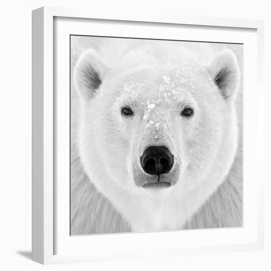 Polar Bear-PhotoINC Studio-Framed Photographic Print