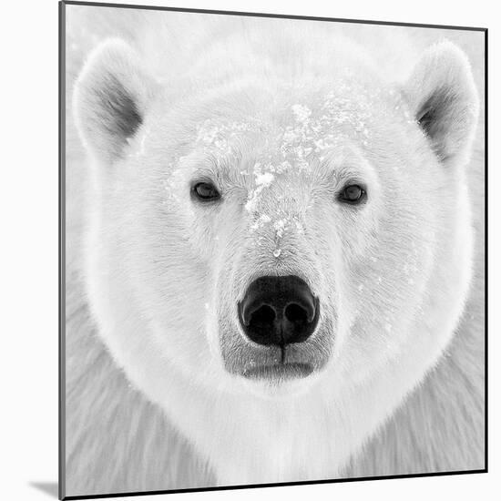 Polar Bear-PhotoINC Studio-Mounted Photographic Print