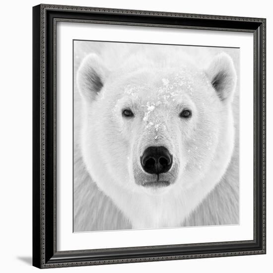 Polar Bear-PhotoINC Studio-Framed Photographic Print