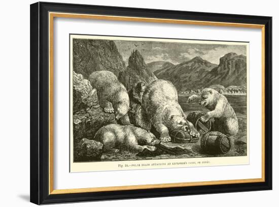 Polar Bears Attacking an Explorer's Cache, or Depot-null-Framed Giclee Print