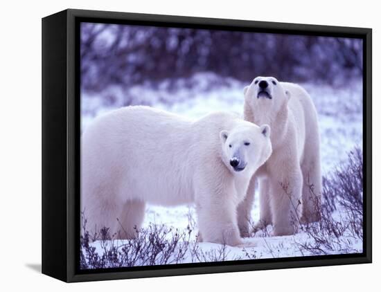 Polar Bears, Churchill, Manitoba, Canada-Gavriel Jecan-Framed Premier Image Canvas