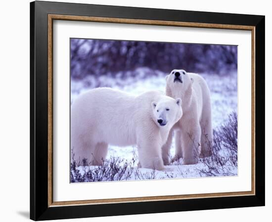 Polar Bears, Churchill, Manitoba, Canada-Gavriel Jecan-Framed Photographic Print