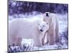 Polar Bears, Churchill, Manitoba, Canada-Gavriel Jecan-Mounted Photographic Print
