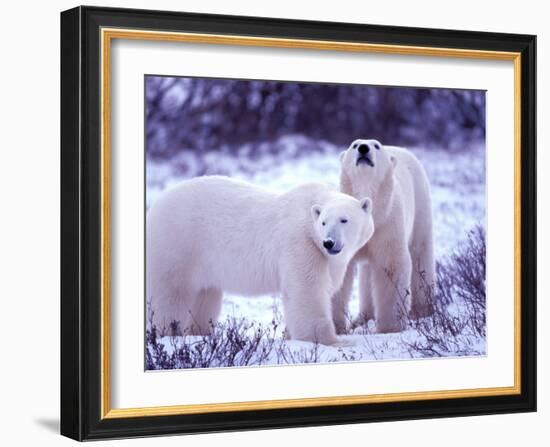 Polar Bears, Churchill, Manitoba, Canada-Gavriel Jecan-Framed Photographic Print