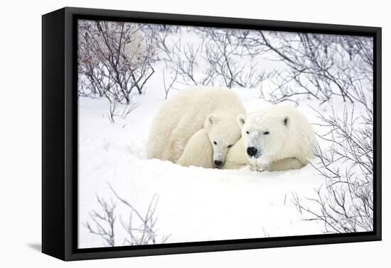 Polar Bears, Female and Cub, Churchill Wildlife Area, Manitoba, Canada-Richard ans Susan Day-Framed Premier Image Canvas