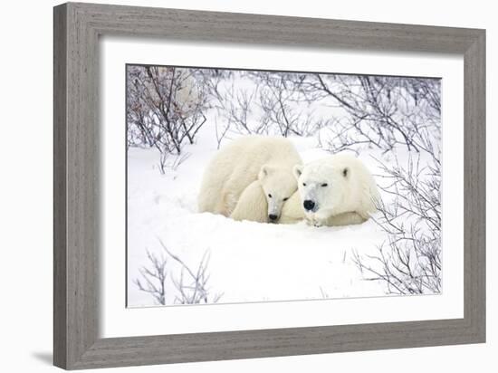 Polar Bears, Female and Cub, Churchill Wildlife Area, Manitoba, Canada-Richard ans Susan Day-Framed Photographic Print