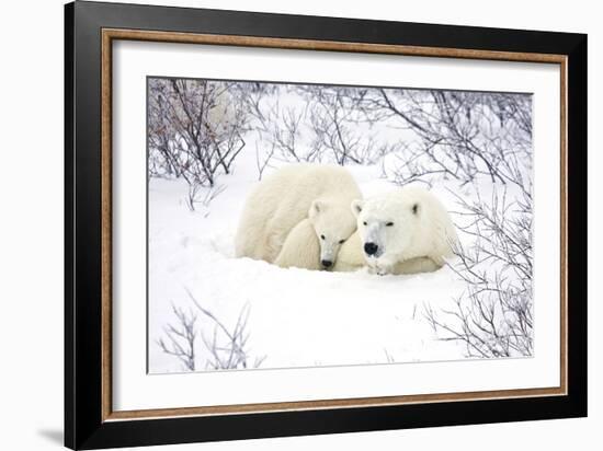 Polar Bears, Female and Cub, Churchill Wildlife Area, Manitoba, Canada-Richard ans Susan Day-Framed Photographic Print