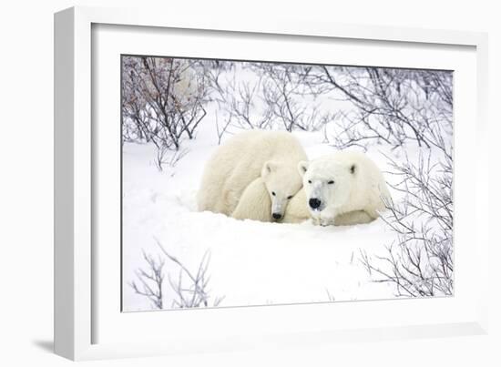 Polar Bears, Female and Cub, Churchill Wildlife Area, Manitoba, Canada-Richard ans Susan Day-Framed Photographic Print