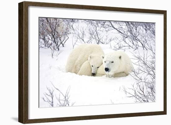 Polar Bears, Female and Cub, Churchill Wildlife Area, Manitoba, Canada-Richard ans Susan Day-Framed Photographic Print