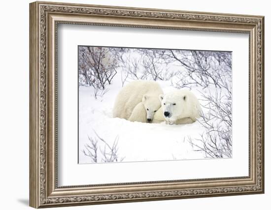 Polar Bears, Female and Cub, Churchill Wildlife Area, Manitoba, Canada-Richard ans Susan Day-Framed Photographic Print