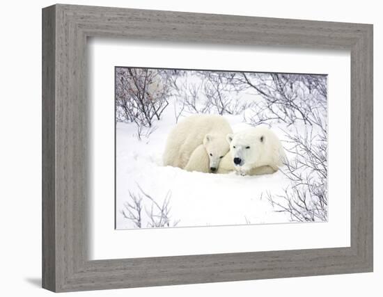 Polar Bears, Female and Cub, Churchill Wildlife Area, Manitoba, Canada-Richard ans Susan Day-Framed Photographic Print