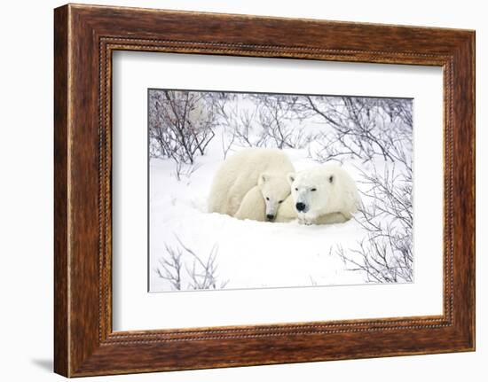 Polar Bears, Female and Cub, Churchill Wildlife Area, Manitoba, Canada-Richard ans Susan Day-Framed Photographic Print