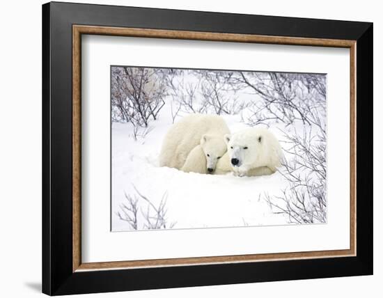 Polar Bears, Female and Cub, Churchill Wildlife Area, Manitoba, Canada-Richard ans Susan Day-Framed Photographic Print