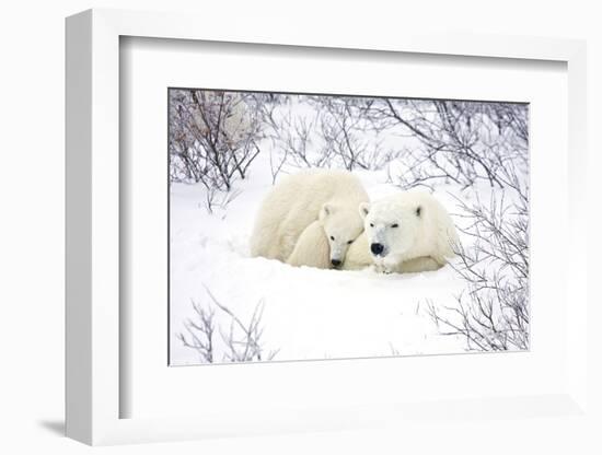 Polar Bears, Female and Cub, Churchill Wildlife Area, Manitoba, Canada-Richard ans Susan Day-Framed Photographic Print