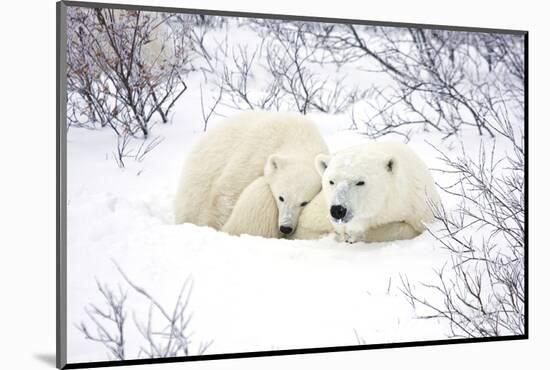 Polar Bears, Female and Cub, Churchill Wildlife Area, Manitoba, Canada-Richard ans Susan Day-Mounted Photographic Print