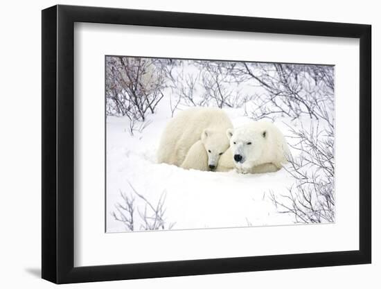 Polar Bears, Female and Cub, Churchill Wildlife Area, Manitoba, Canada-Richard ans Susan Day-Framed Premium Photographic Print
