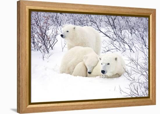 Polar Bears, Female and Two Cubs, Churchill Wildlife Area, Mb-Richard ans Susan Day-Framed Premier Image Canvas