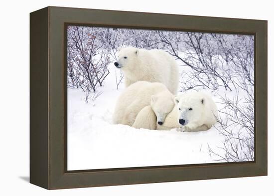 Polar Bears, Female and Two Cubs, Churchill Wildlife Area, Mb-Richard ans Susan Day-Framed Premier Image Canvas