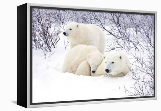 Polar Bears, Female and Two Cubs, Churchill Wildlife Area, Mb-Richard ans Susan Day-Framed Premier Image Canvas