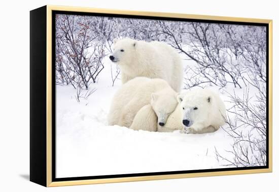 Polar Bears, Female and Two Cubs, Churchill Wildlife Area, Mb-Richard ans Susan Day-Framed Premier Image Canvas