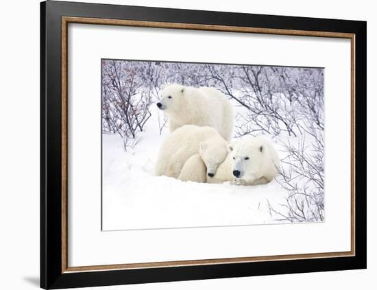 Polar Bears, Female and Two Cubs, Churchill Wildlife Area, Mb-Richard ans Susan Day-Framed Photographic Print