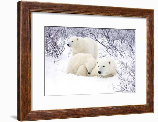 Polar Bears, Female and Two Cubs, Churchill Wildlife Area, Mb-Richard ans Susan Day-Framed Photographic Print