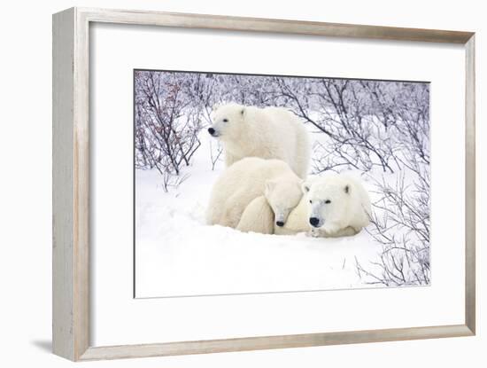 Polar Bears, Female and Two Cubs, Churchill Wildlife Area, Mb-Richard ans Susan Day-Framed Photographic Print