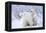 Polar Bears, Female and Two Cubs, Churchill Wildlife Area, Mb-Richard ans Susan Day-Framed Premier Image Canvas