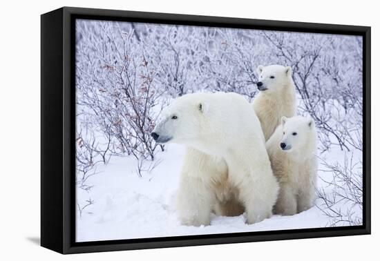 Polar Bears, Female and Two Cubs, Churchill Wildlife Area, Mb-Richard ans Susan Day-Framed Premier Image Canvas