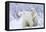 Polar Bears, Female and Two Cubs, Churchill Wildlife Area, Mb-Richard ans Susan Day-Framed Premier Image Canvas