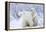 Polar Bears, Female and Two Cubs, Churchill Wildlife Area, Mb-Richard ans Susan Day-Framed Premier Image Canvas