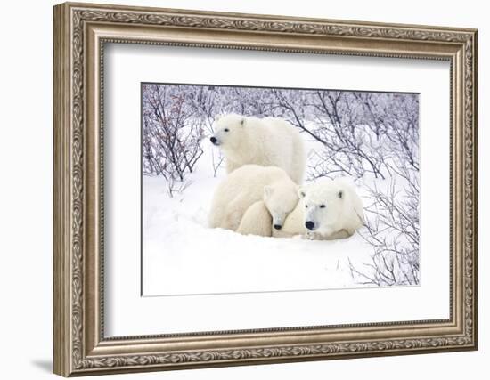 Polar Bears, Female and Two Cubs, Churchill Wildlife Area, Mb-Richard ans Susan Day-Framed Photographic Print