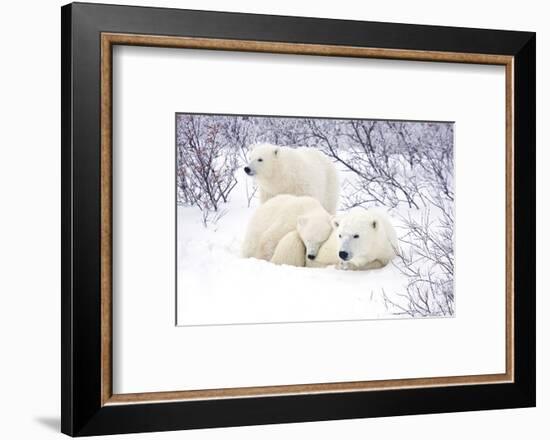 Polar Bears, Female and Two Cubs, Churchill Wildlife Area, Mb-Richard ans Susan Day-Framed Photographic Print