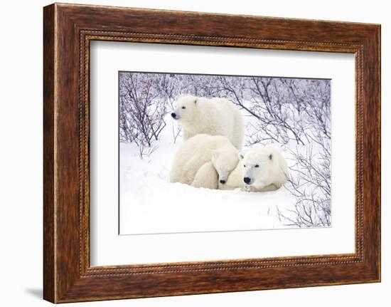 Polar Bears, Female and Two Cubs, Churchill Wildlife Area, Mb-Richard ans Susan Day-Framed Photographic Print